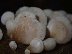 Panellus mitis
