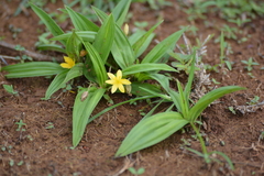 Curculigo orchioides