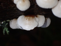 Panellus mitis
