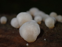 Panellus mitis