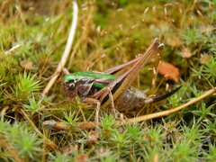 Metrioptera brachyptera