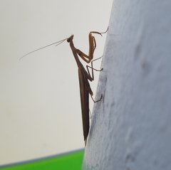 Mantis religiosa