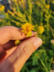 Heterotheca subaxillaris
