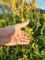 Heterotheca subaxillaris