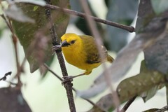 Ploceus pelzelni