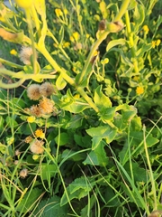 Heterotheca subaxillaris