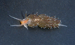 Sakuraeolis enosimensis