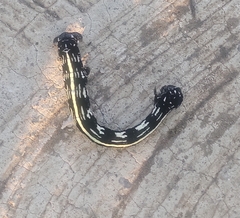 Acronyctodes mexicanaria