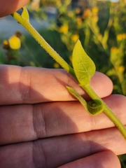 Heterotheca subaxillaris