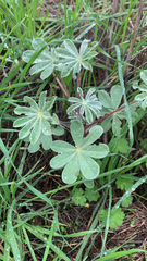 Lupinus succulentus
