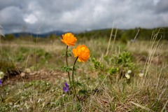 Trollius