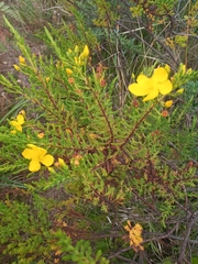 Hypericum laricifolium