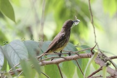 Nectariniidae