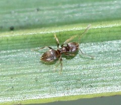 Brachymyrmex obscurior