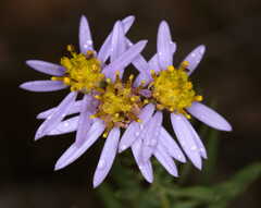 Galatella sedifolia