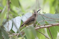 Nectariniidae