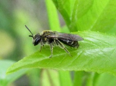 Andrena falsifica