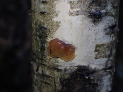Auriculariaceae