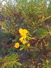 Hypericum laricifolium