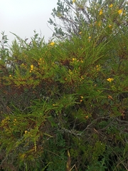 Hypericum laricifolium