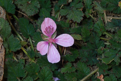 Erodium atlanticum