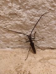 Disteniidae