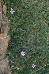 Erodium atlanticum
