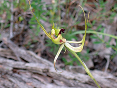 Caladenia attingens