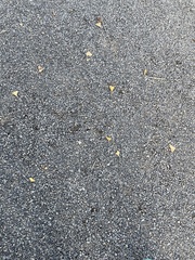 Plantaginaceae