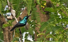 Cinnyris coquerellii