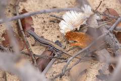 Ichnotropis capensis
