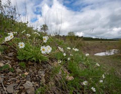 Callianthemum sajanense