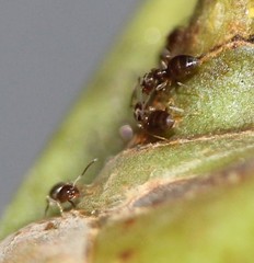 Brachymyrmex obscurior