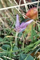 Colchicum