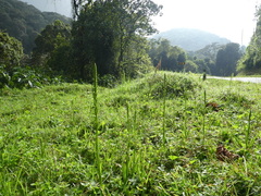 Habenaria attenuata