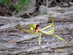 Caladenia attingens
