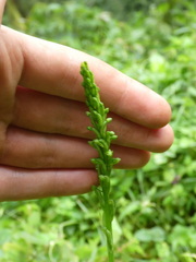 Habenaria attenuata