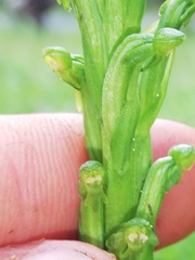 Habenaria attenuata