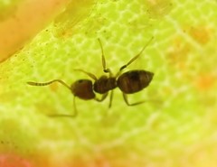 Brachymyrmex obscurior