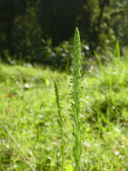 Habenaria attenuata