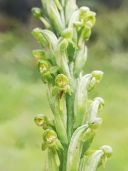 Habenaria attenuata