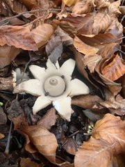 Geastrum triplex