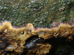 Stereum rugosum