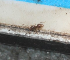 Brachymyrmex obscurior