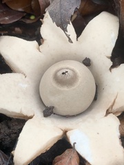 Geastrum triplex