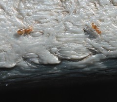 Brachymyrmex obscurior