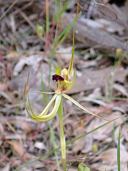 Caladenia attingens