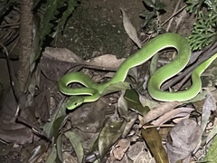 Trimeresurus stejnegeri