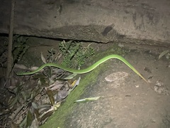 Trimeresurus stejnegeri