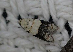 Tracholena sulfurosa